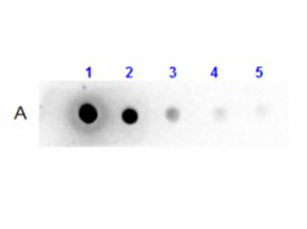 Dot Blot results using S000-01