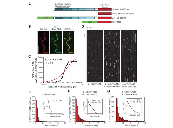 Assay using Streptavidin