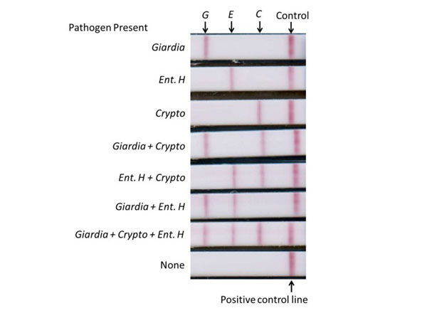 Immunohistochemistry using Streptavidin