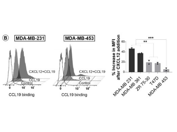 Flow Cytometry using Streptavidin Fluorescein