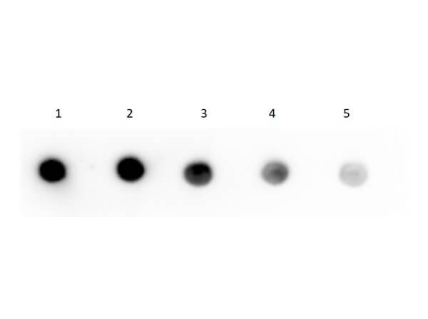 Dot Blot using S000-03