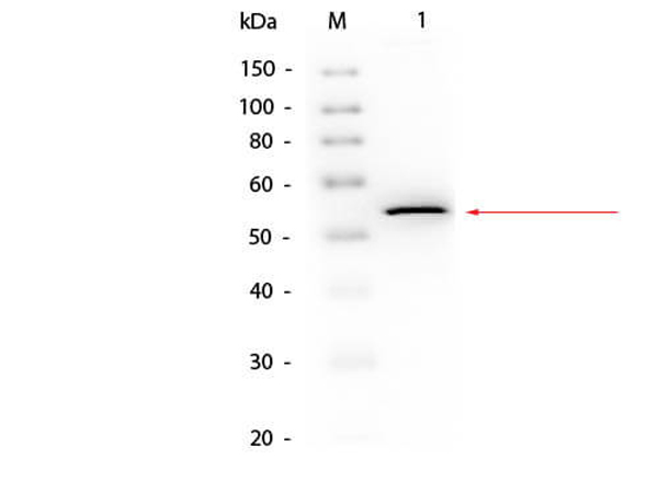 Western blot using S000-03
