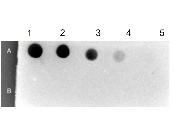 Dot Blot of Streptavidin Peroxidase
