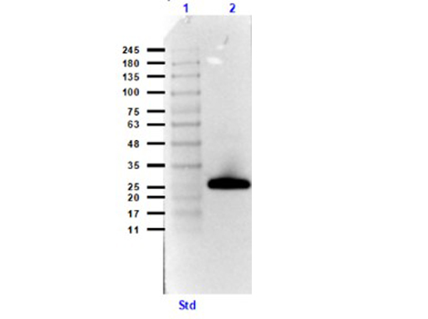 Western Blot of Streptavidin Peroxidase