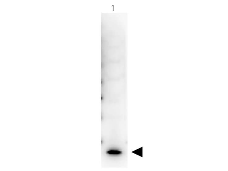 Peroxidase Conjugated Streptavidin - Western Blot