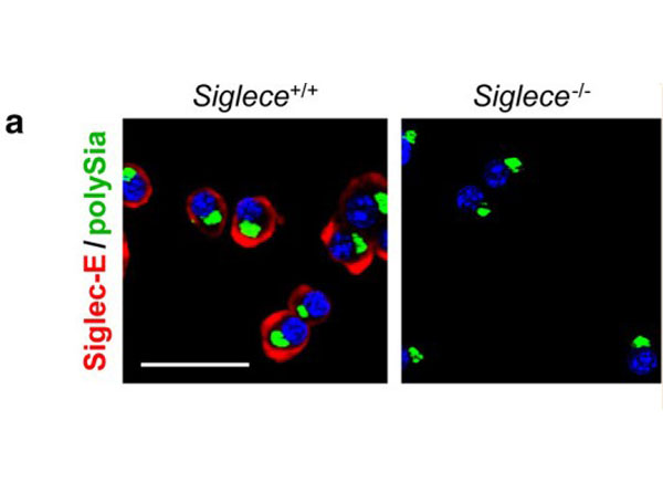 Immunofluorescence using Streptavidin CY3