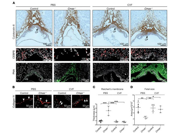 Immunohistochemistry using Streptavidin CY3