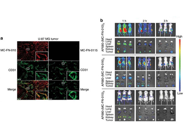 Immunofluorescence using Streptavidin CY3