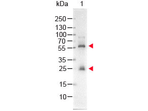 Western Blot - STREPTAVIDIN ALKALINE PHOSPHATASE Conjugated