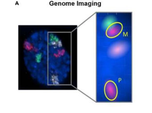 FISH using Streptavidin CY5