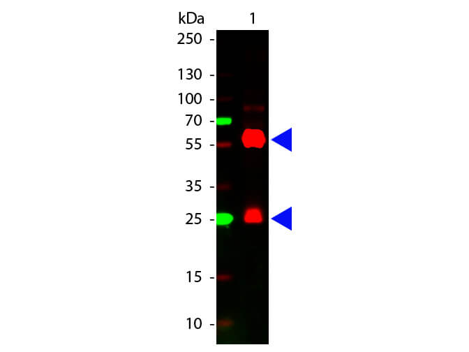 Streptavidin Cy5 Conjugated - Western Blot