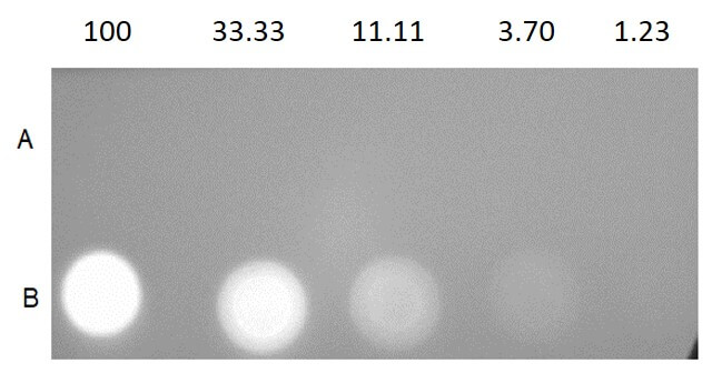 Dot Blot of Streptavidin Phycoerythrin conjugate