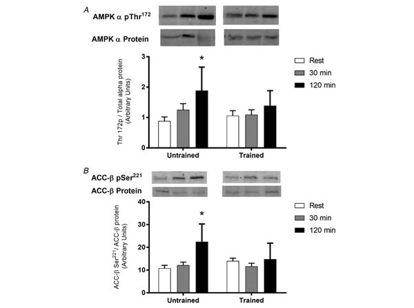 Western Blot using Streptavidin DyLight™800