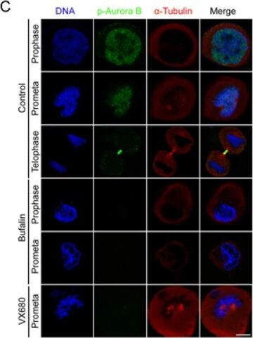 Immunocytochemistry of Anti-Aurora B pT232