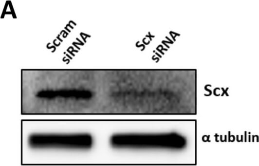 Western Blot of Anti-ALPHA-TUBULIN