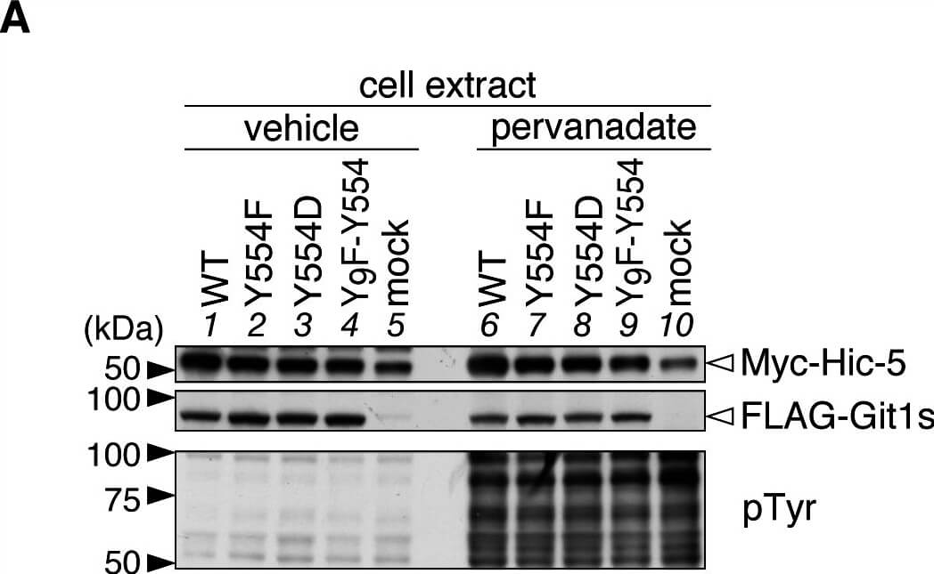 Western Blot of Anti-Myc