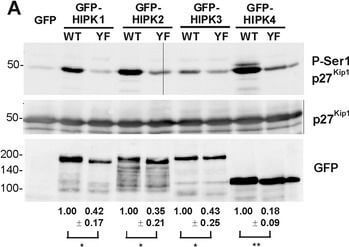 Western Blot of Anti-GFP