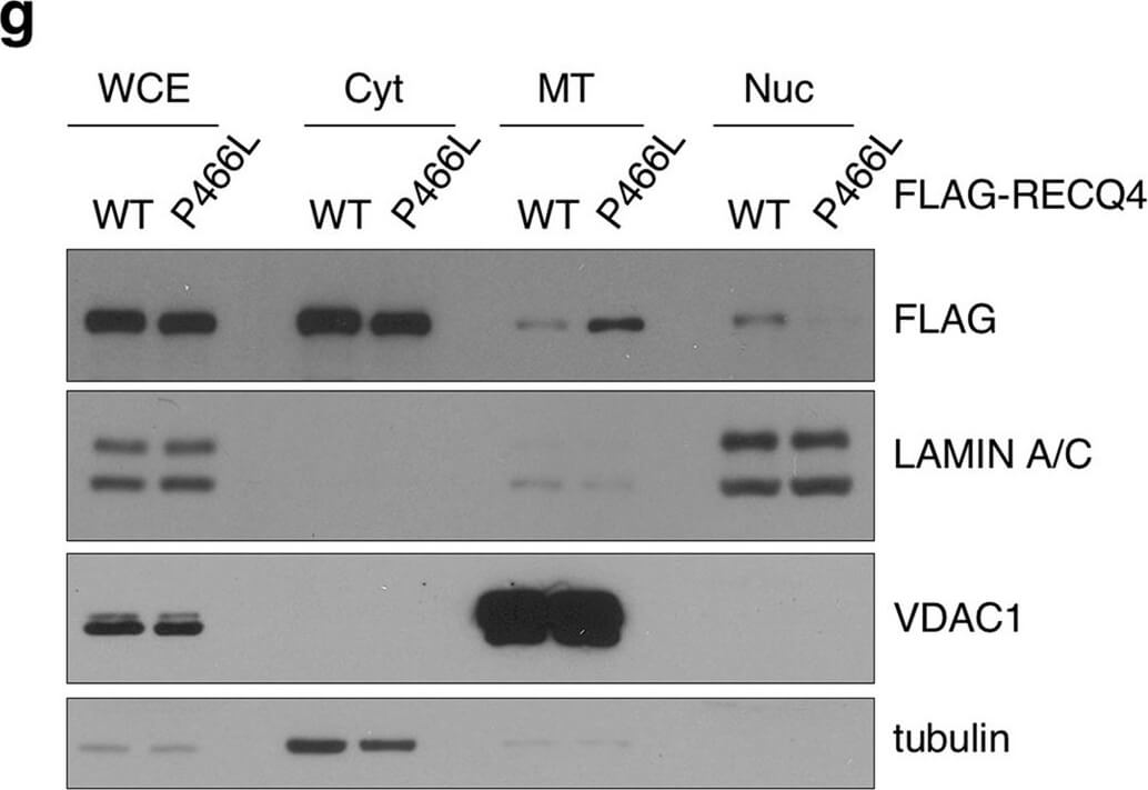 Western Blot of Anti-FLAG