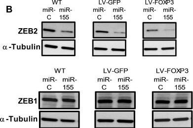 Western Blot of Anti-ALPHA-TUBULIN