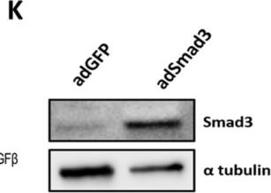 Western Blot of Anti-ALPHA-TUBULIN