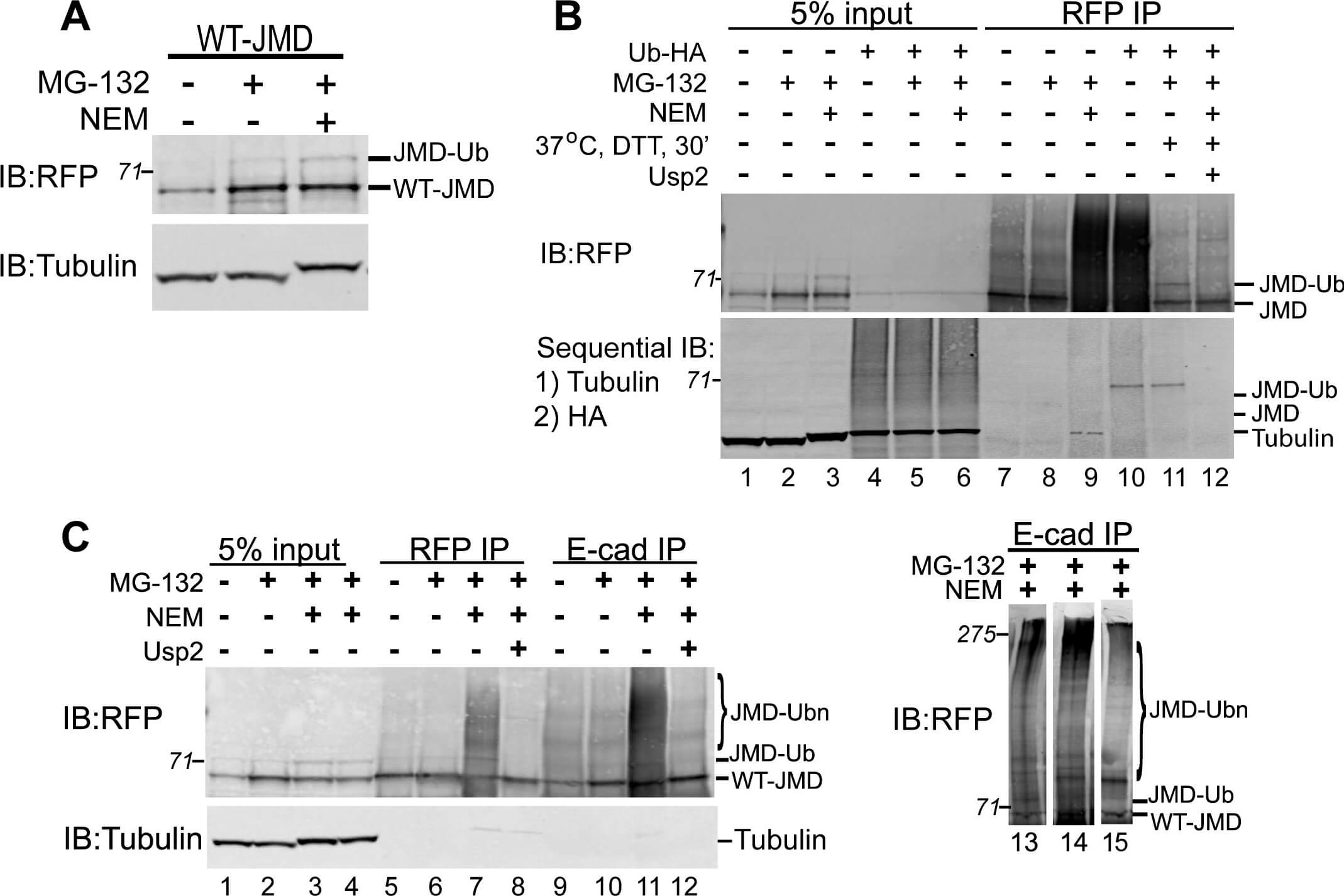 Western Blot of Anti-RFP