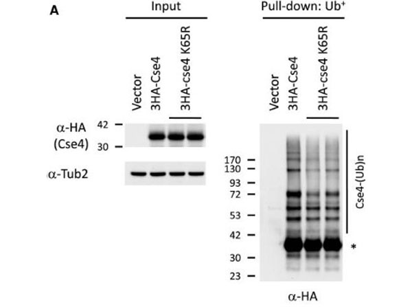 Western Blot using UniGlow