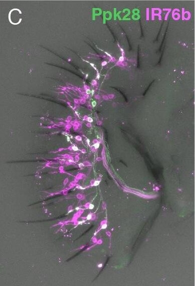 Immunohistochemistry of Anti-RFP