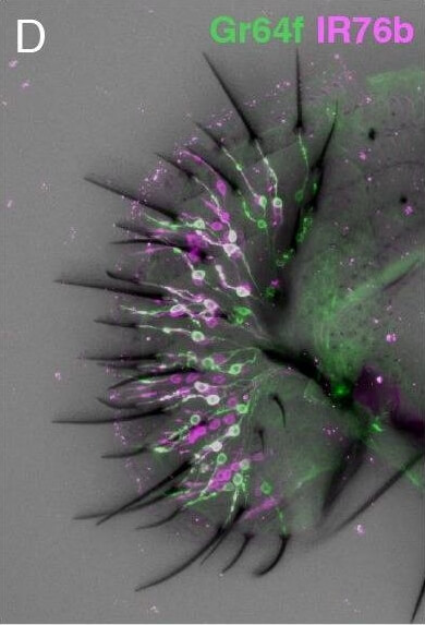 Immunohistochemistry of Anti-RFP