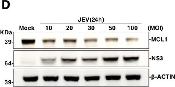 Western Blot of Anti-Mcl-1