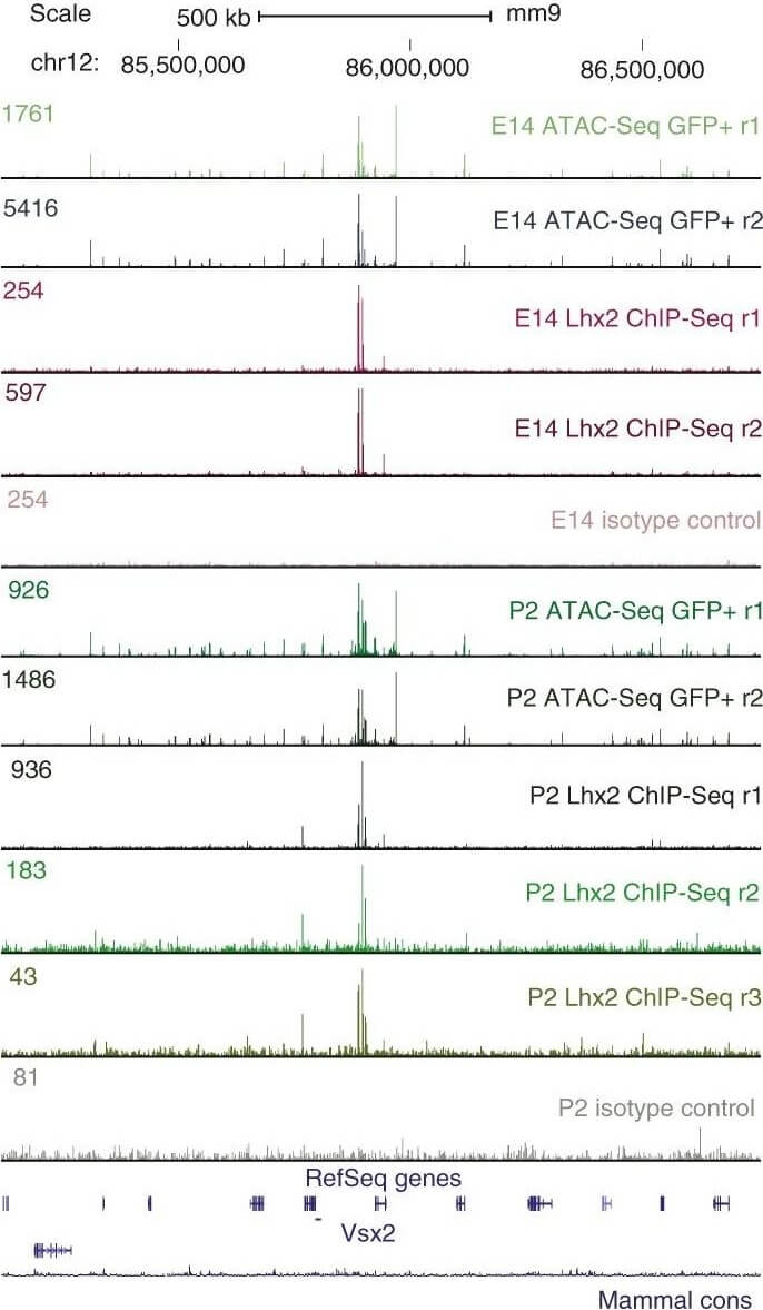 Flow Cytometry of Anti-GFP Antibody