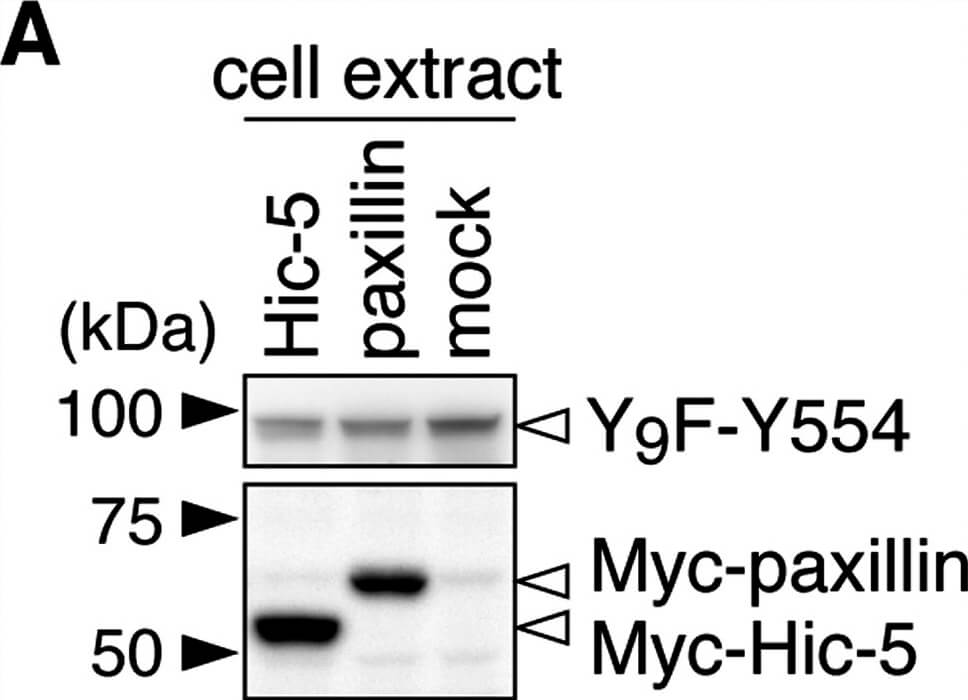 Western Blot of Anti-Myc