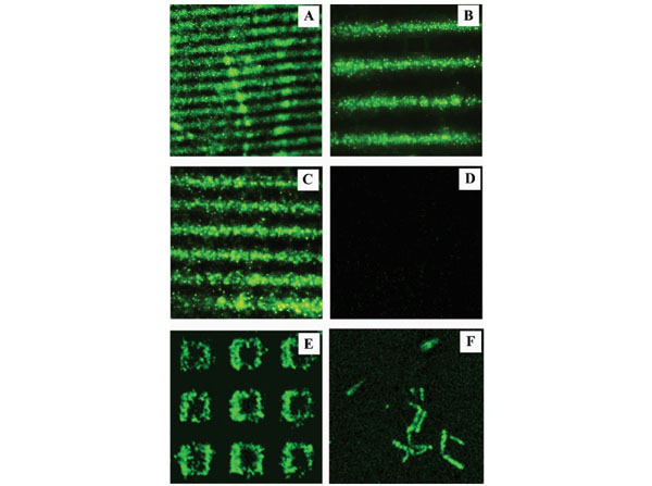 Immunofluorescence using HeLa lysates
