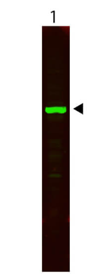 HeLa Whole Cell Lysate - Western Blot