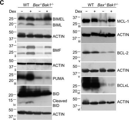 Western Blot of Anti-Mcl-1