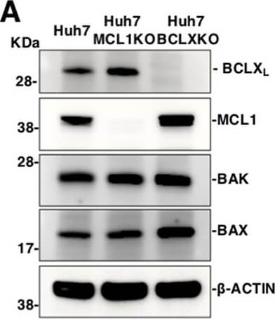 Western Blot of Anti-Mcl-1