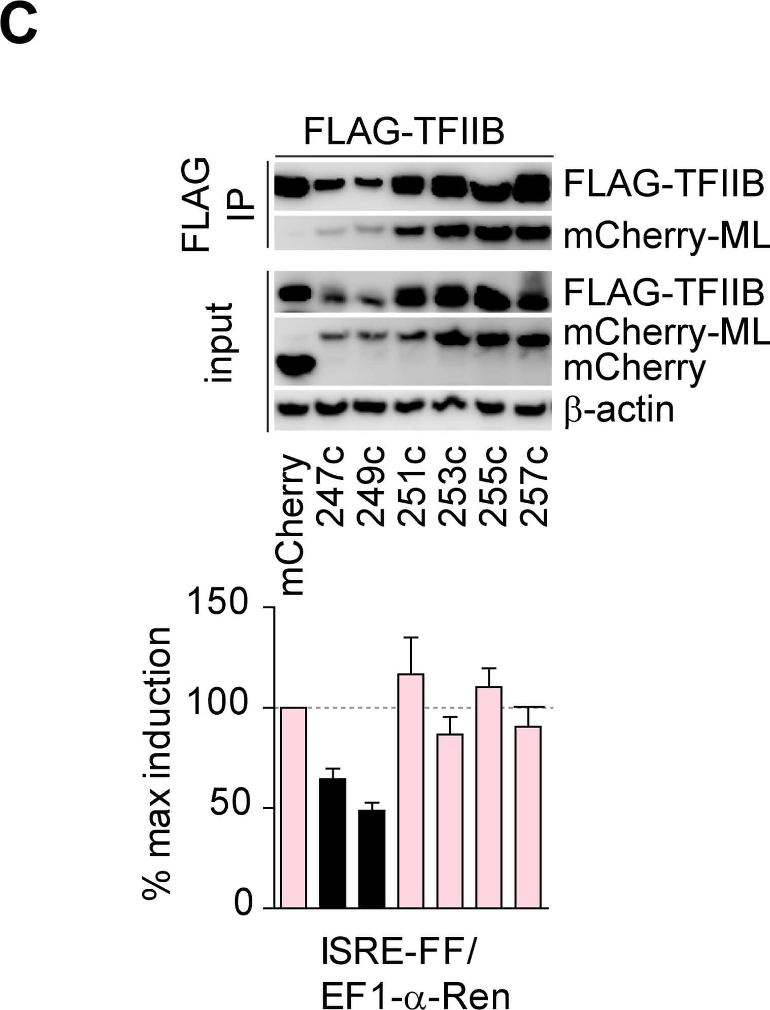 Western Blot of Anti-mCherry