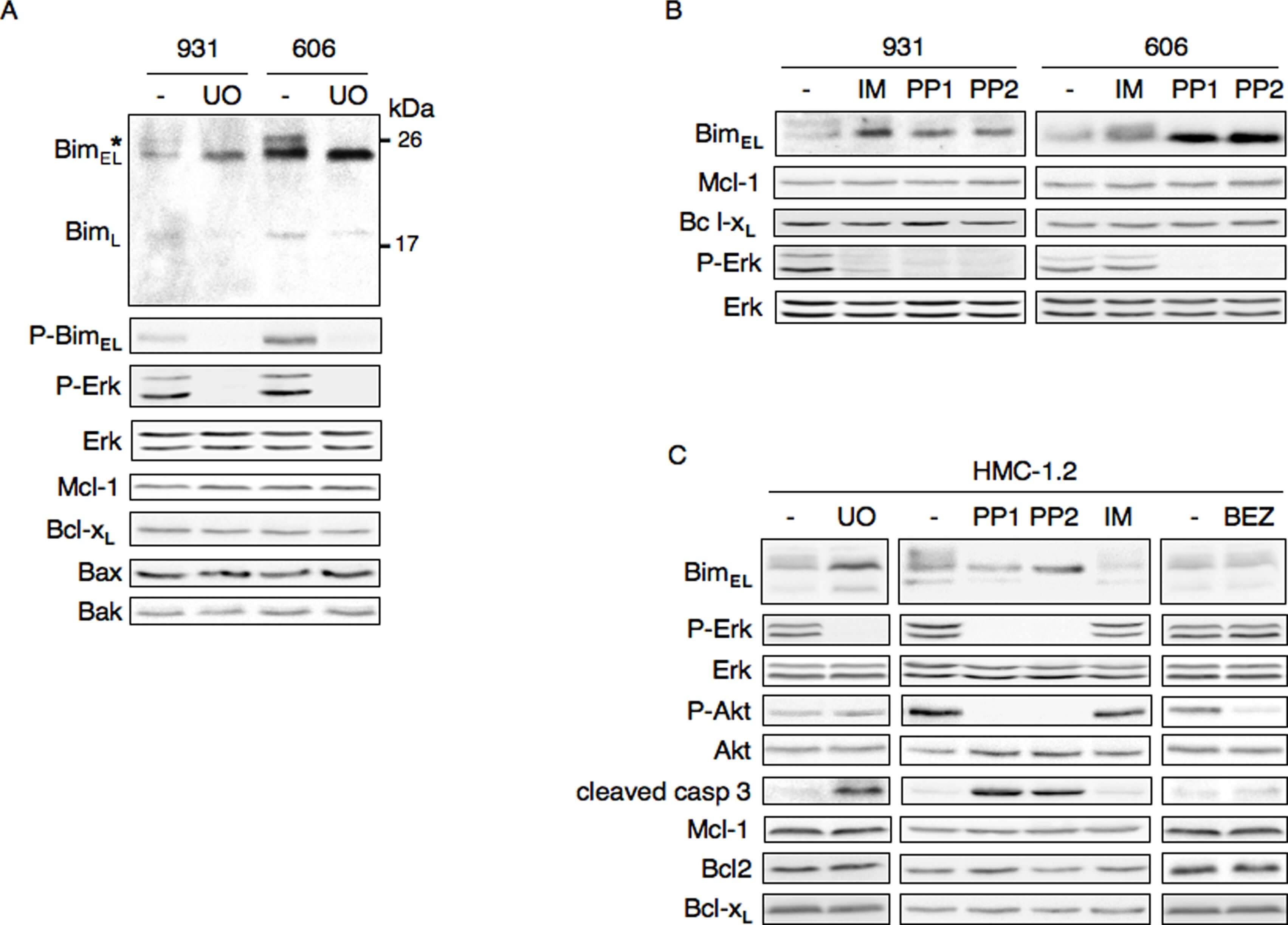 Western Blot of Anti-Mcl-1
