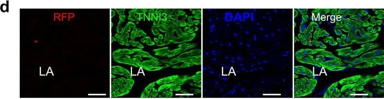 Immunohistochemistry of Anti-RFP