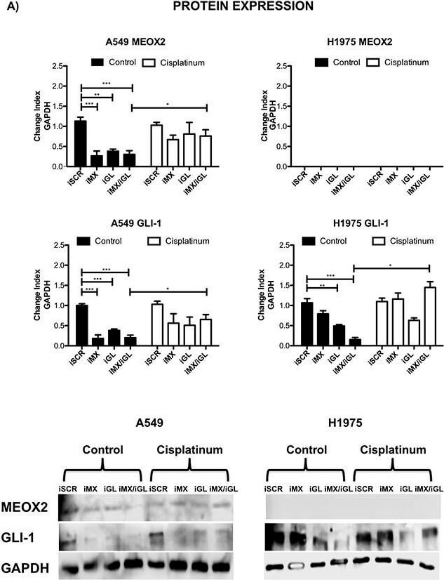 Western Blot of Anti-Gli1