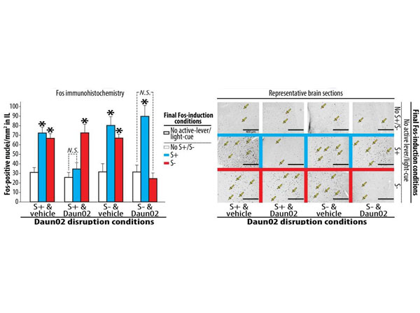 Immunohistochemistry using XGAL