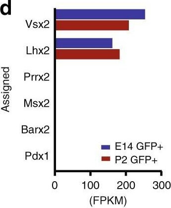 Flow Cytometry of Anti-GFP Antibody