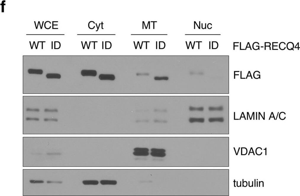 Western Blot of Anti-FLAG