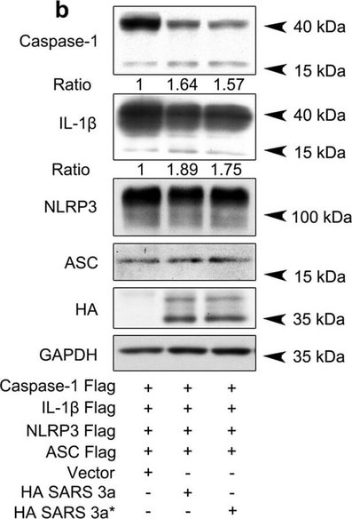 Western Blot of Anti-HA EPITOPE TAG