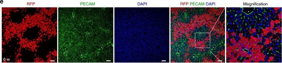 Immunohistochemistry of Anti-RFP