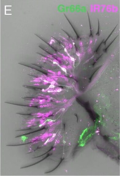 Immunohistochemistry of Anti-RFP
