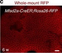Immunohistochemistry of Anti-RFP