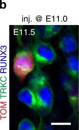 Immunocytochemistry of Chicken Anti-RFP