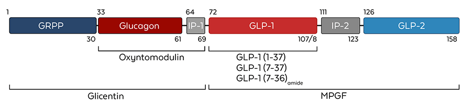 Proglucagon Structure